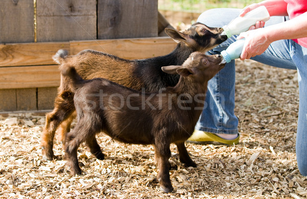Butelki kozy gospodarstwa kobieta mleka osiem Zdjęcia stock © sframe