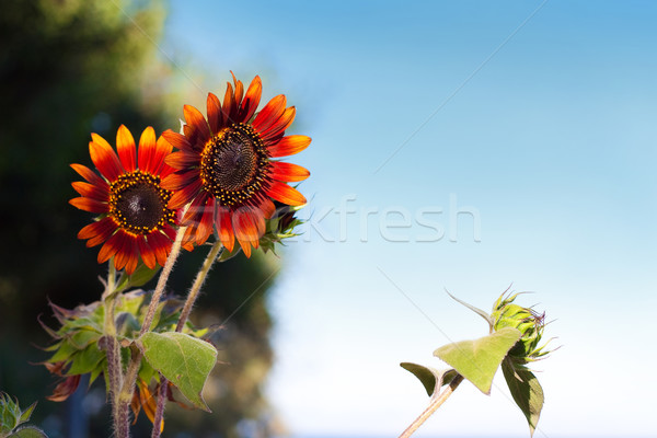 Girasoles cielo azul cielo flor flores primavera Foto stock © sgursozlu