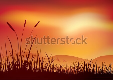 Marshland sunset. Stock photo © sgursozlu