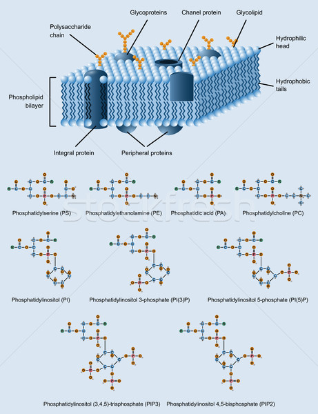 membrane structure Stock photo © shai_halud