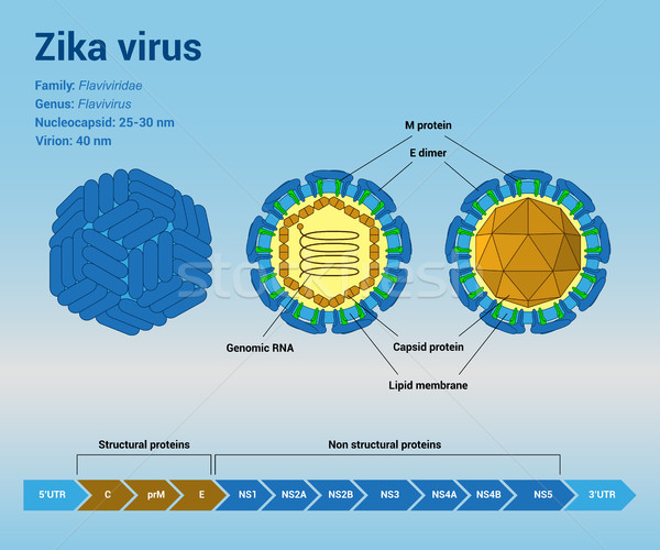 Virus structuur deeltje genoom sjabloon Stockfoto © shai_halud