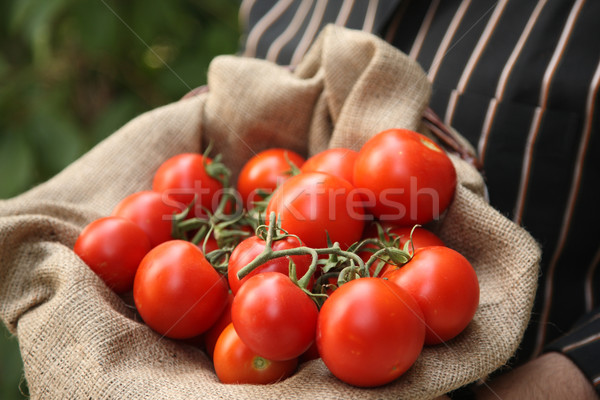 Agricultor coş organic roşii natural alimente Imagine de stoc © shamtor