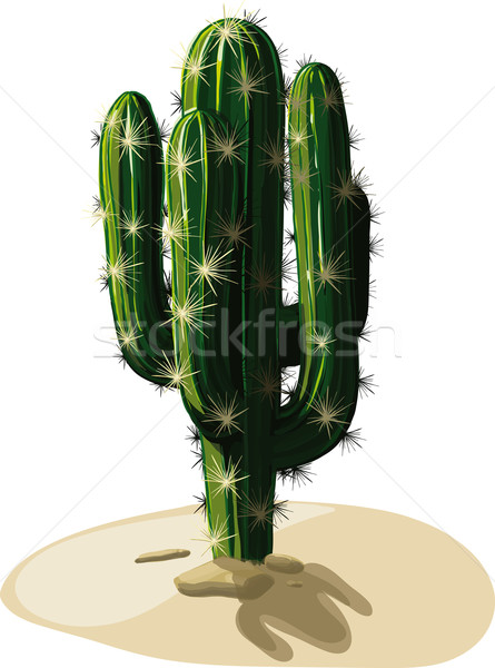 Mexican cactus sable lustre sable sol [[stock_photo]] © sharpner