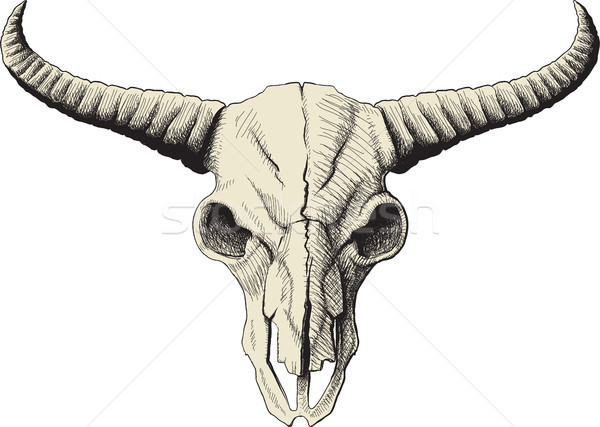 Stock photo: buffalo skull