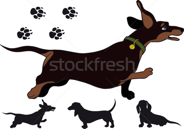 Run dachshund Stock photo © sharpner