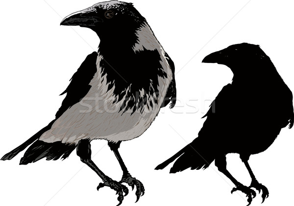 Nero Raven immagine dettaglio silhouette Foto d'archivio © sharpner