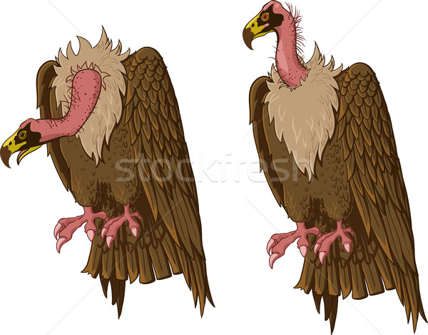 Avvoltoio seduta collo due posizioni natura Foto d'archivio © sharpner