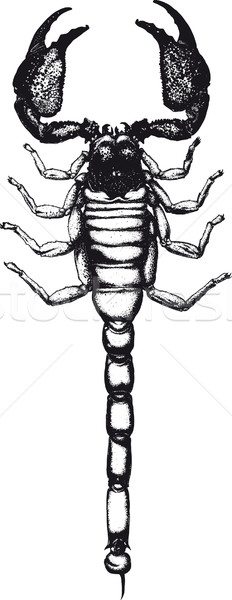Stock foto: Ansicht · top · gezeichnet · Bild · Skorpion · isoliert