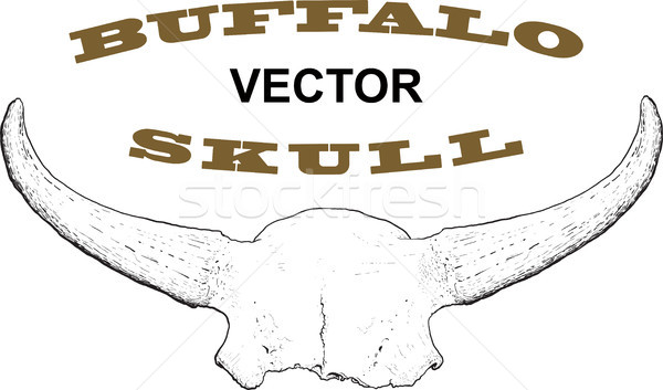 Old Buffalo Skull Stock photo © sharpner