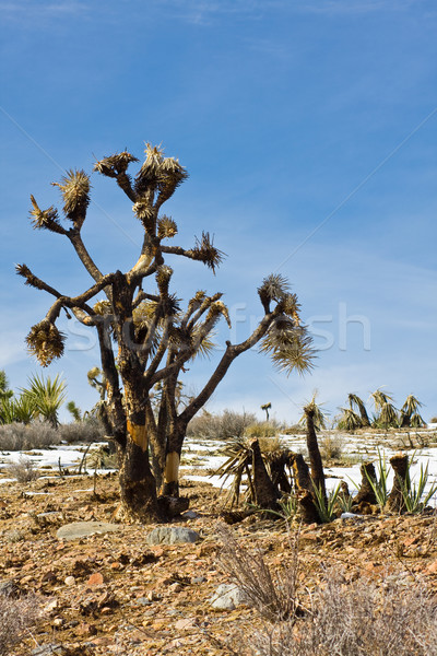 Baum Lauffeuer Wüste Kalifornien Natur Schnee Stock foto © ShawnHempel