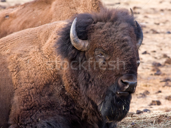 American bison Stock photo © ShawnHempel
