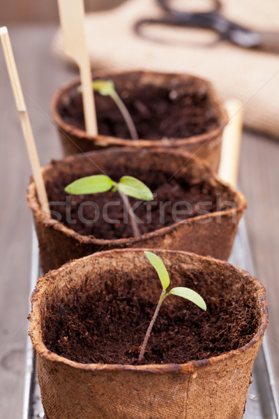Seedlings Stock photo © ShawnHempel