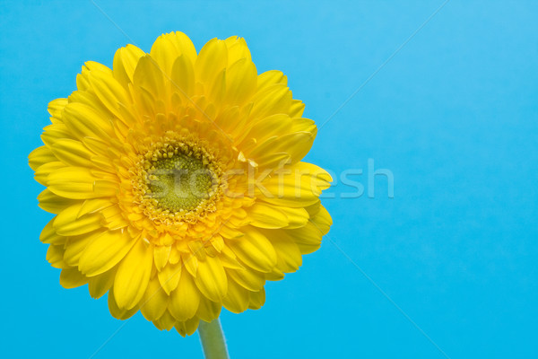 Yellow gerbera on cyan background Stock photo © ShawnHempel