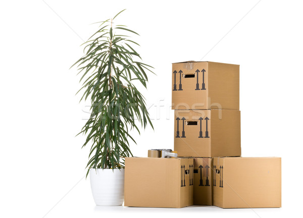 Moving carton boxes stack with plant Stock photo © ShawnHempel