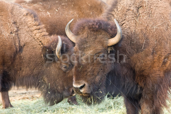 American bison Stock photo © ShawnHempel