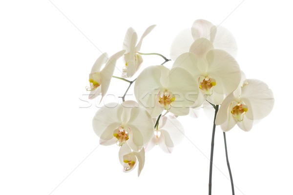 White Phalaenopsis Orchid Stock photo © ShawnHempel