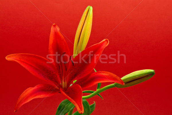 Morning star lily (lilium concolor) Stock photo © ShawnHempel