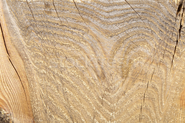 Wood texture macro texture fresche taglio Foto d'archivio © ShawnHempel