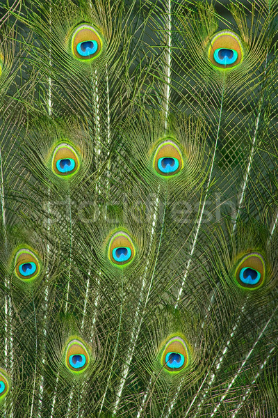 商业照片: 孔雀 · 关闭 · 羽毛 · 眼睛