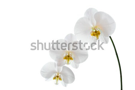 White Phalaenopsis Orchid Stock photo © ShawnHempel