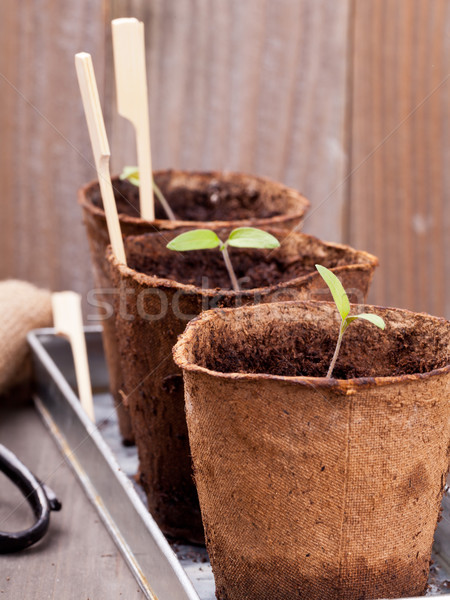 Foto stock: Mudas · jardinagem · mesa · de · madeira · primavera · folha