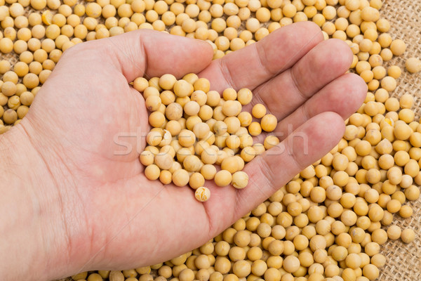 Man checking dry soybeans Stock photo © ShawnHempel