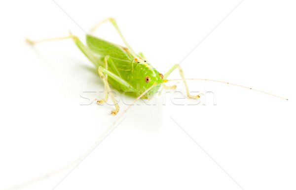 Great Green Bush-Cricket (Tettigonia viridissima) Stock photo © ShawnHempel