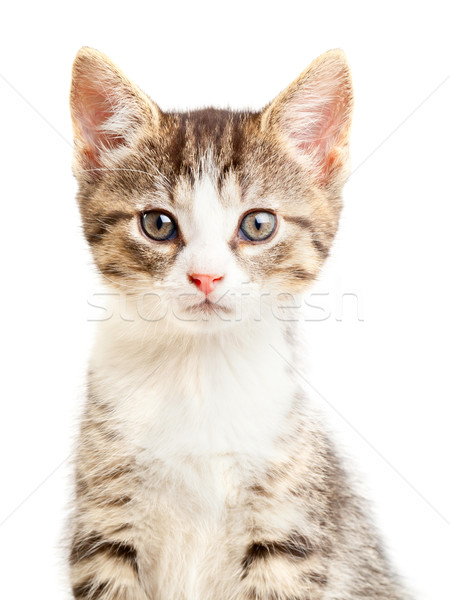 Chaton jeunes domestique portrait blanche chat [[stock_photo]] © ShawnHempel