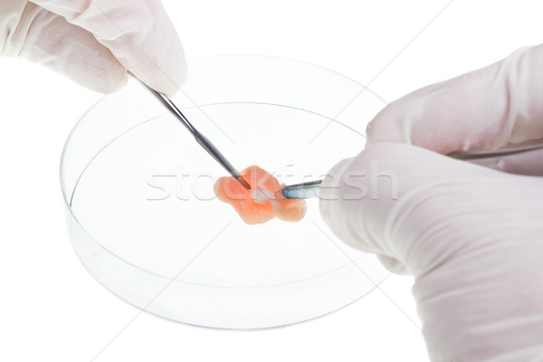 Food research scientist analyzes meat specimen Stock photo © ShawnHempel
