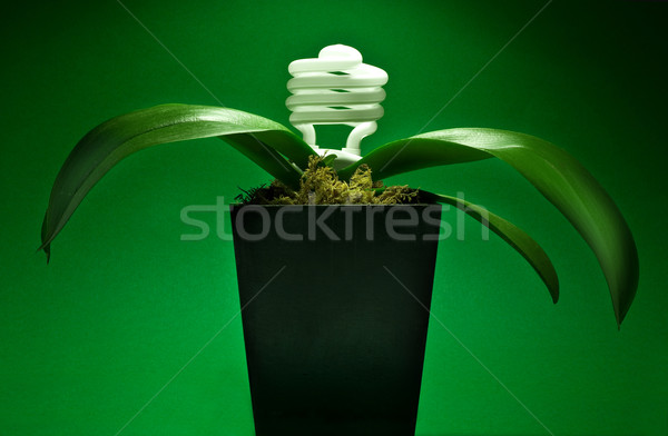 Energia megőrzés villanykörte növekvő növény absztrakt Stock fotó © ShawnHempel