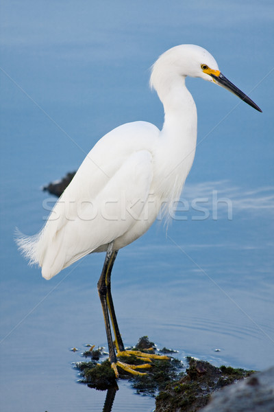 Silver heron (Ardea alba) Stock photo © ShawnHempel