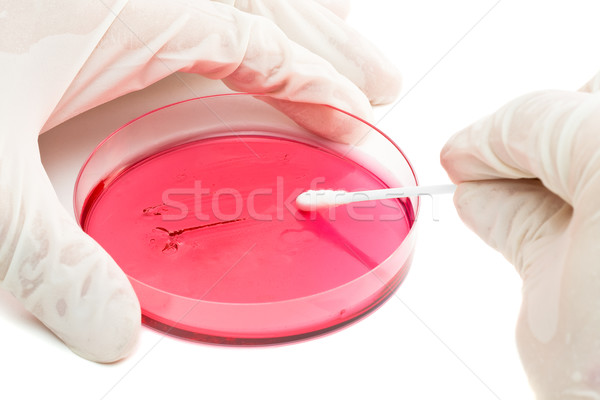 Inoculation of bacteria sample into petri dish Stock photo © ShawnHempel