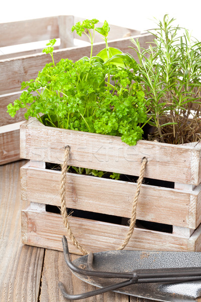 Herbs in wooden box Stock photo © ShawnHempel