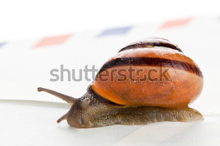 Stock photo: Snail mail