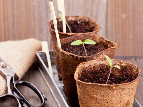 Seedlings Stock photo © ShawnHempel