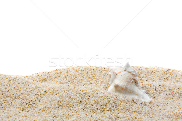 Sea shell on the beach Stock photo © ShawnHempel