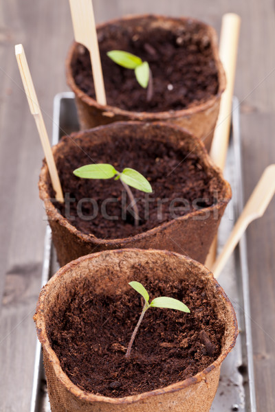 Seedlings Stock photo © ShawnHempel