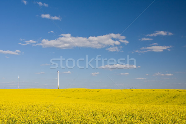 Viol domaine distance ciel bleu ciel fleur Photo stock © ShawnHempel