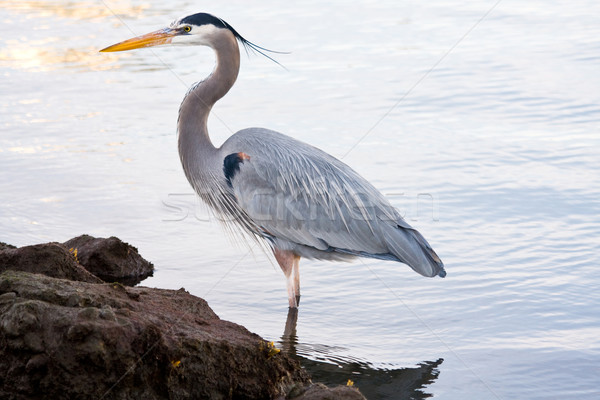 Grey heron (Ardea cinerea) Stock photo © ShawnHempel