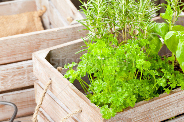 Herbs in wooden box Stock photo © ShawnHempel