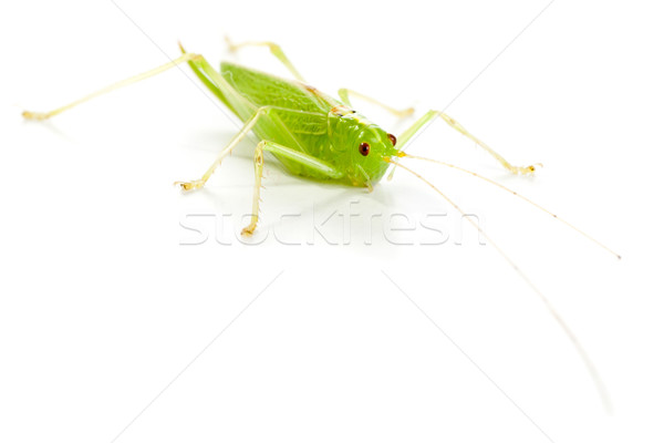 Great Green Bush-Cricket (Tettigonia viridissima) Stock photo © ShawnHempel
