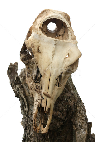 Skull Stock photo © ShawnHempel