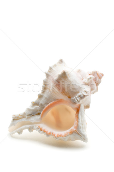 Sea shell Stock photo © ShawnHempel