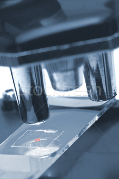 Mikroskopem tkanka próba medycznych niebieski Zdjęcia stock © ShawnHempel