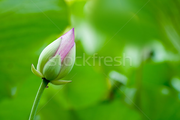 Lotus (Nelumbo nucifera) flower Stock photo © ShawnHempel