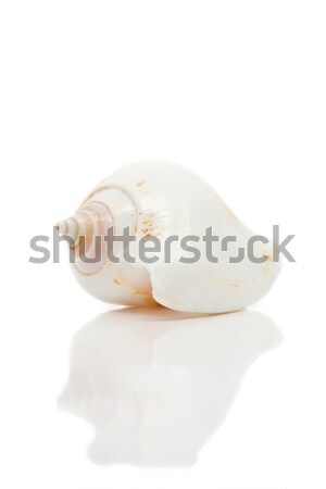 Foto stock: Mar · Shell · hermosa · reflexión · blanco · textura