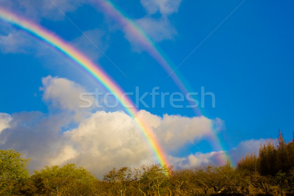 Rainbow Stock photo © ShawnHempel