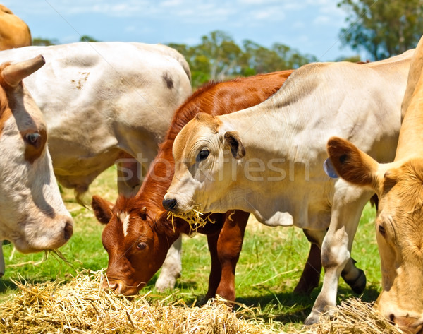 Cows and yearlings fed on lucerne Stock photo © sherjaca