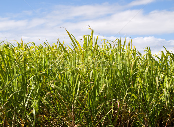 Sugar cane plantation closeup used in biofuel ethanol Stock photo © sherjaca