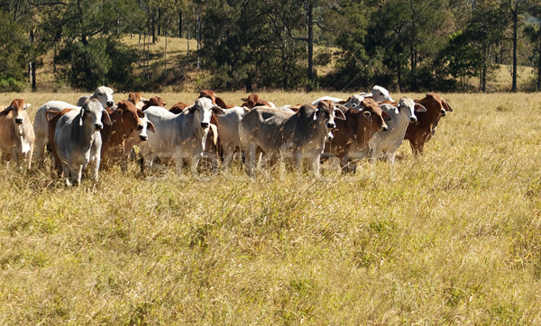 [[stock_photo]]: Primaire · industrie · agriculture · boeuf · bovins